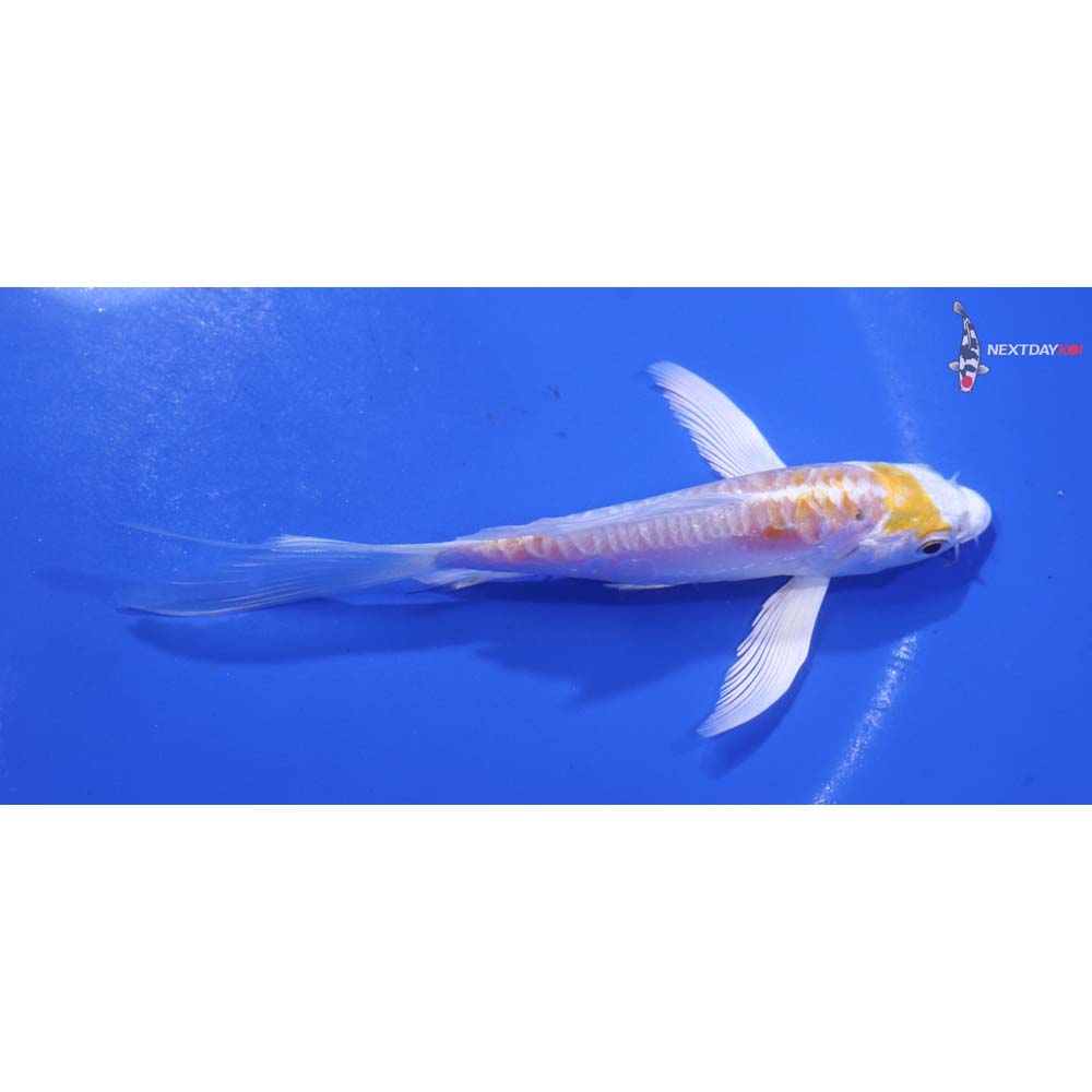 4.5” Imported Doitsu Lemon Hariwake Butterfly Koi