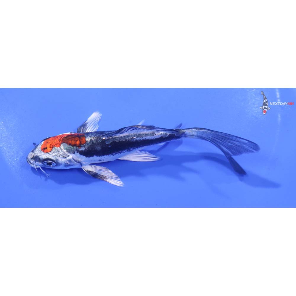 4.5” Imported Kin Kikokuryu Butterfly Koi