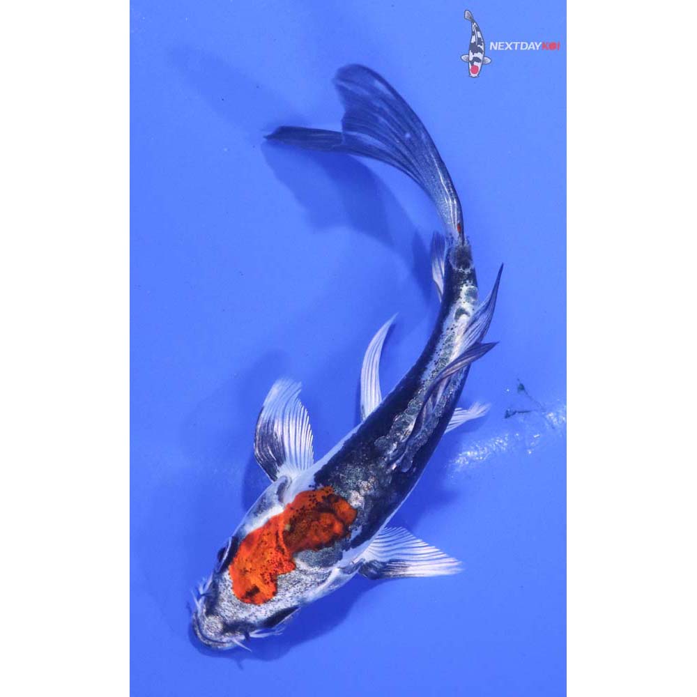 4.5” Imported Kin Kikokuryu Butterfly Koi