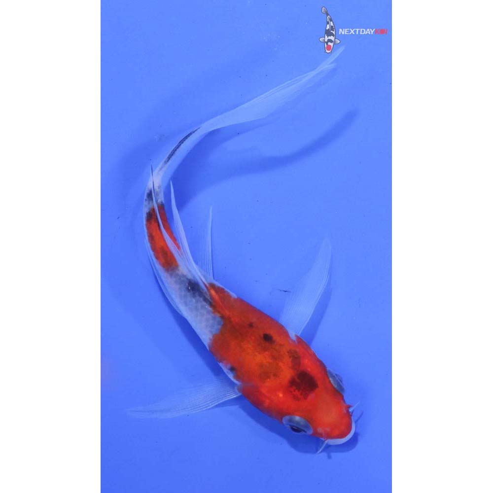 4.5” Imported Sanke Butterfly Koi