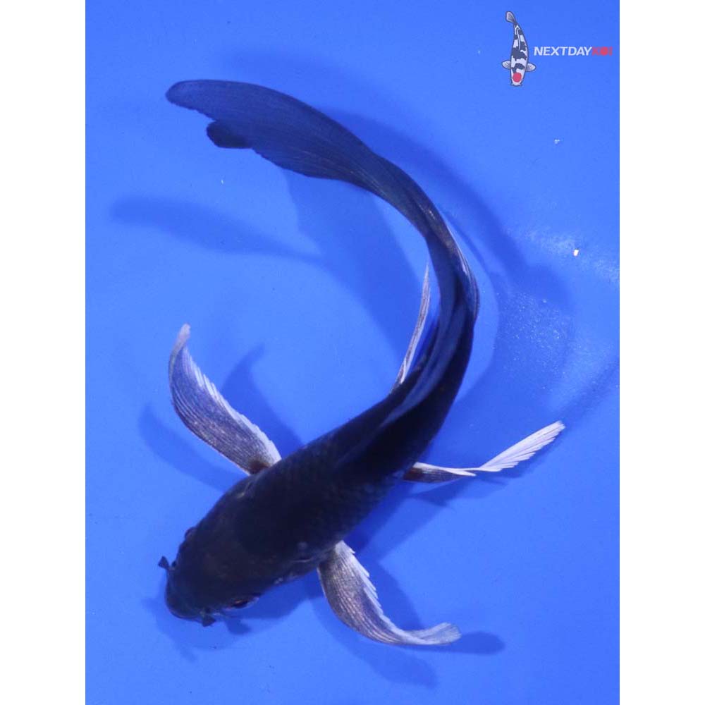 5” Imported Dark Ochiba Shigure Butterfly Koi