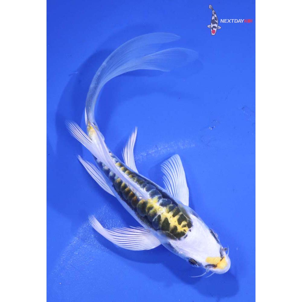 5” Imported Doitsu Kujaku Butterfly Koi