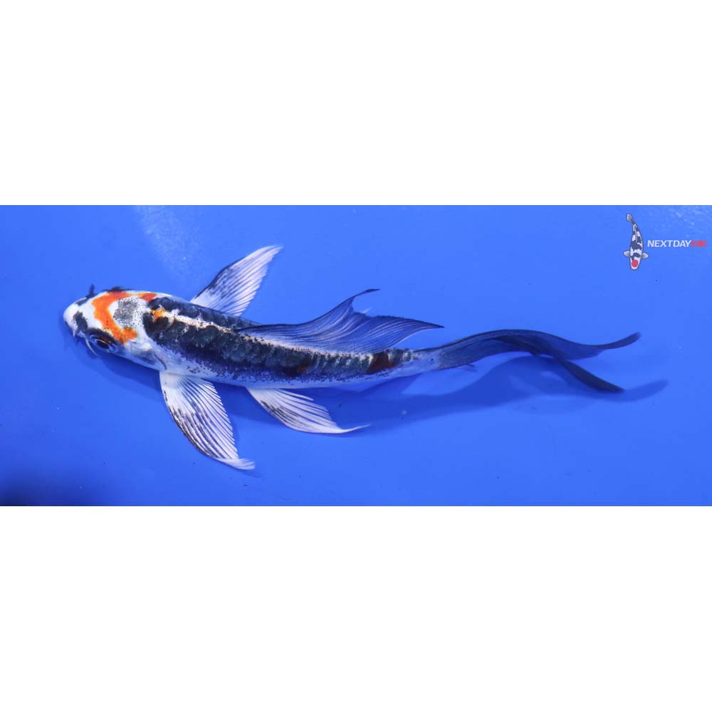 5” Imported Kin Kikokuryu Butterfly Koi