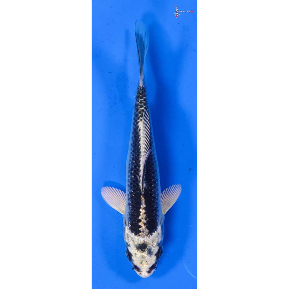 4.5” Imported Gin Matsuba
