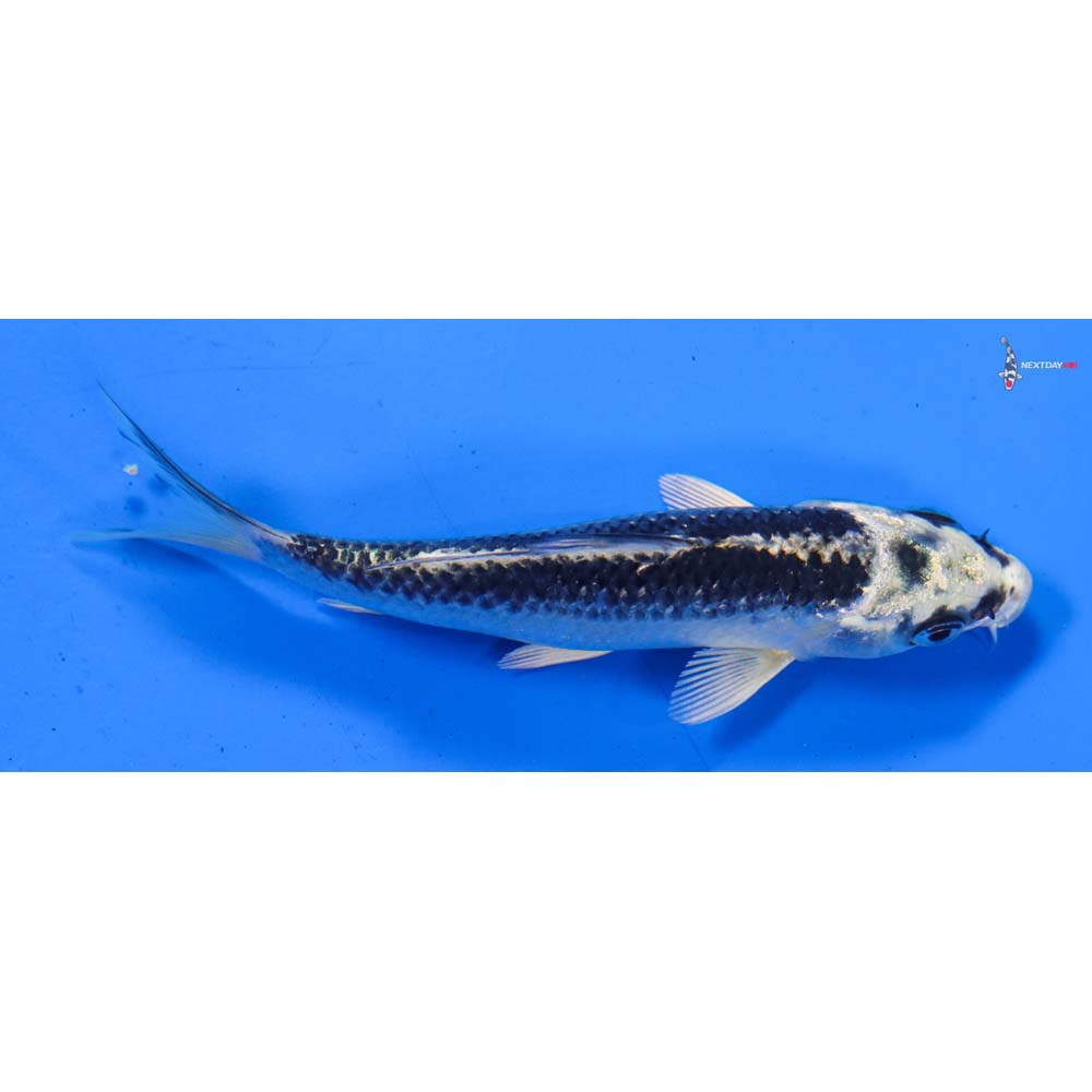 4.5” Imported Gin Matsuba