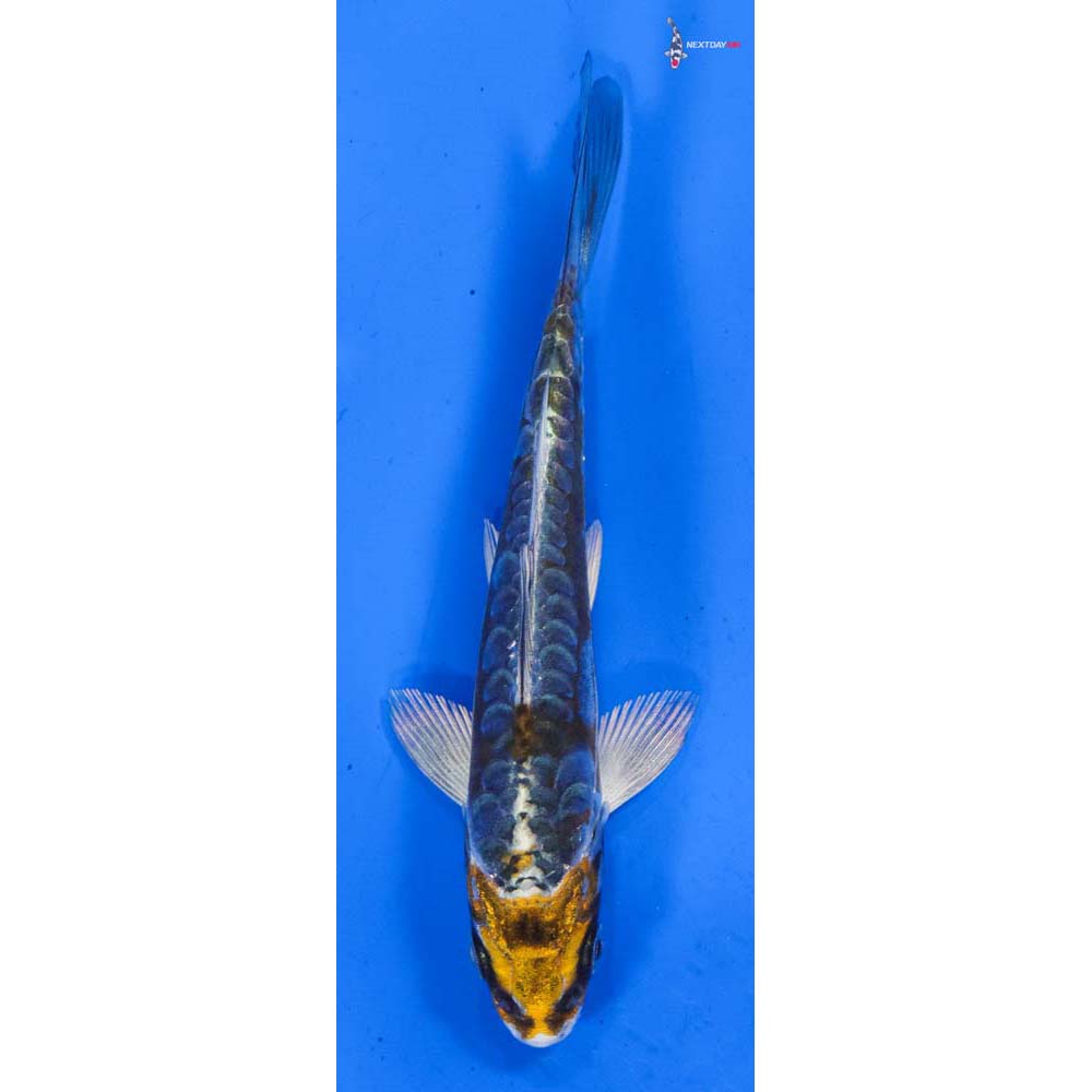 4.5” Imported Kin Kikokuryu