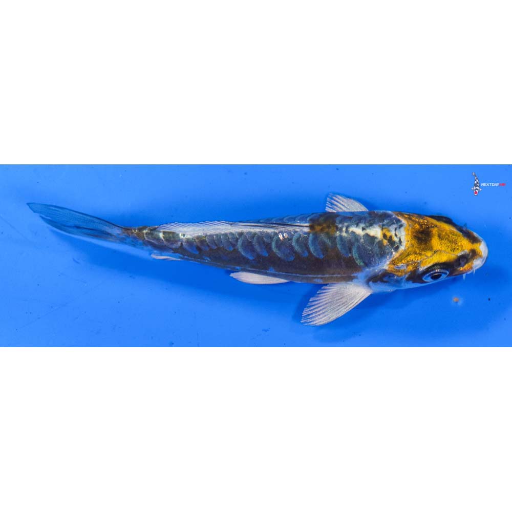 4.5” Imported Kin Kikokuryu
