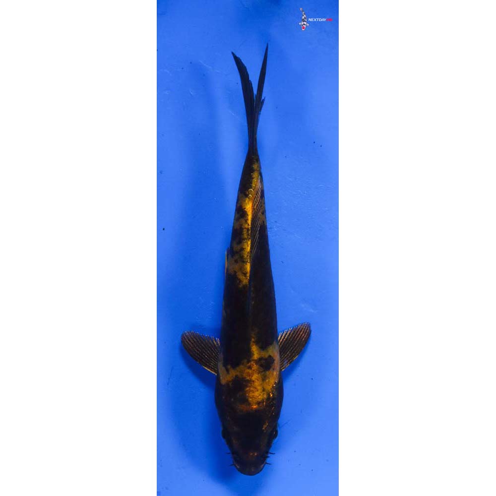 4.5” Imported Kin Hi Utsuri