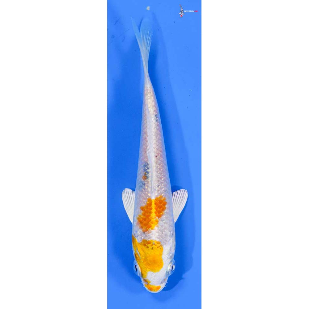 4.5” Imported Hariwake
