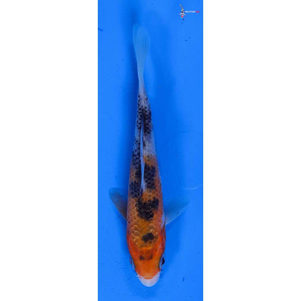 4.5” Imported Sanke