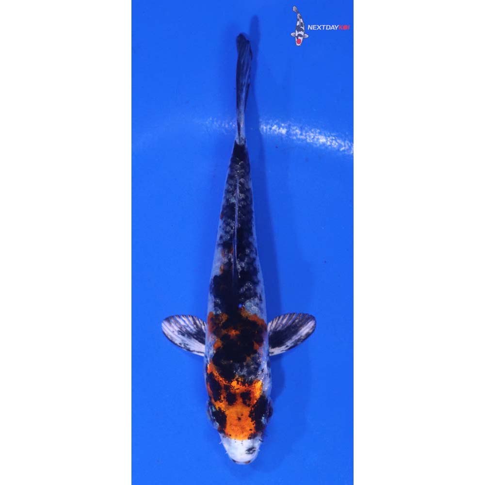 3” Imported Yamato Nishiki