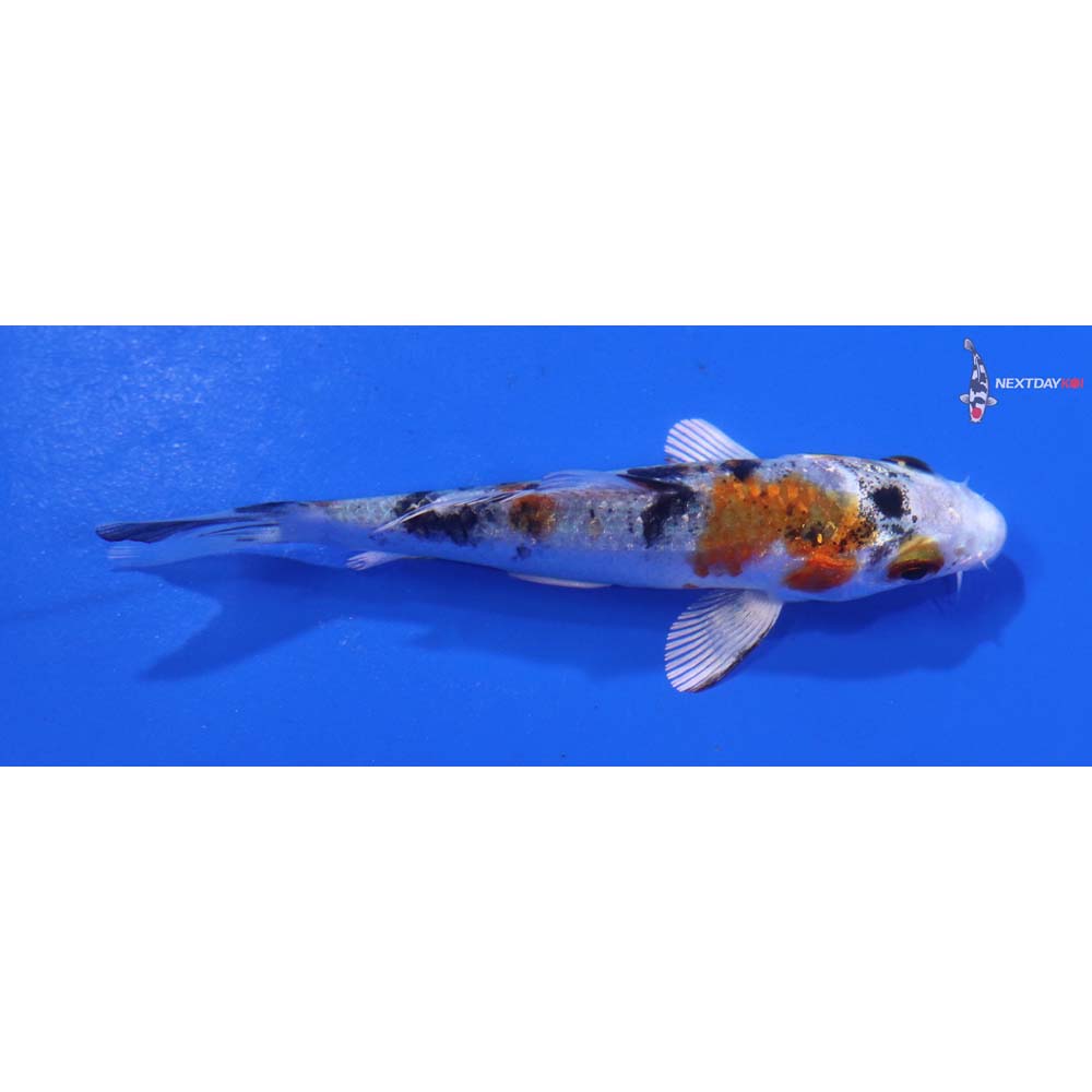 3.5” Imported Yamato Nishiki