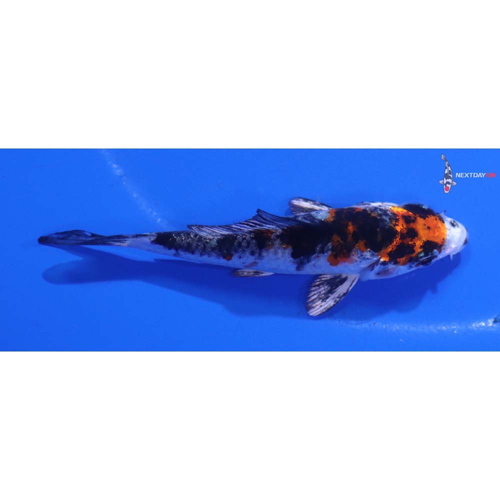 3” Imported Yamato Nishiki