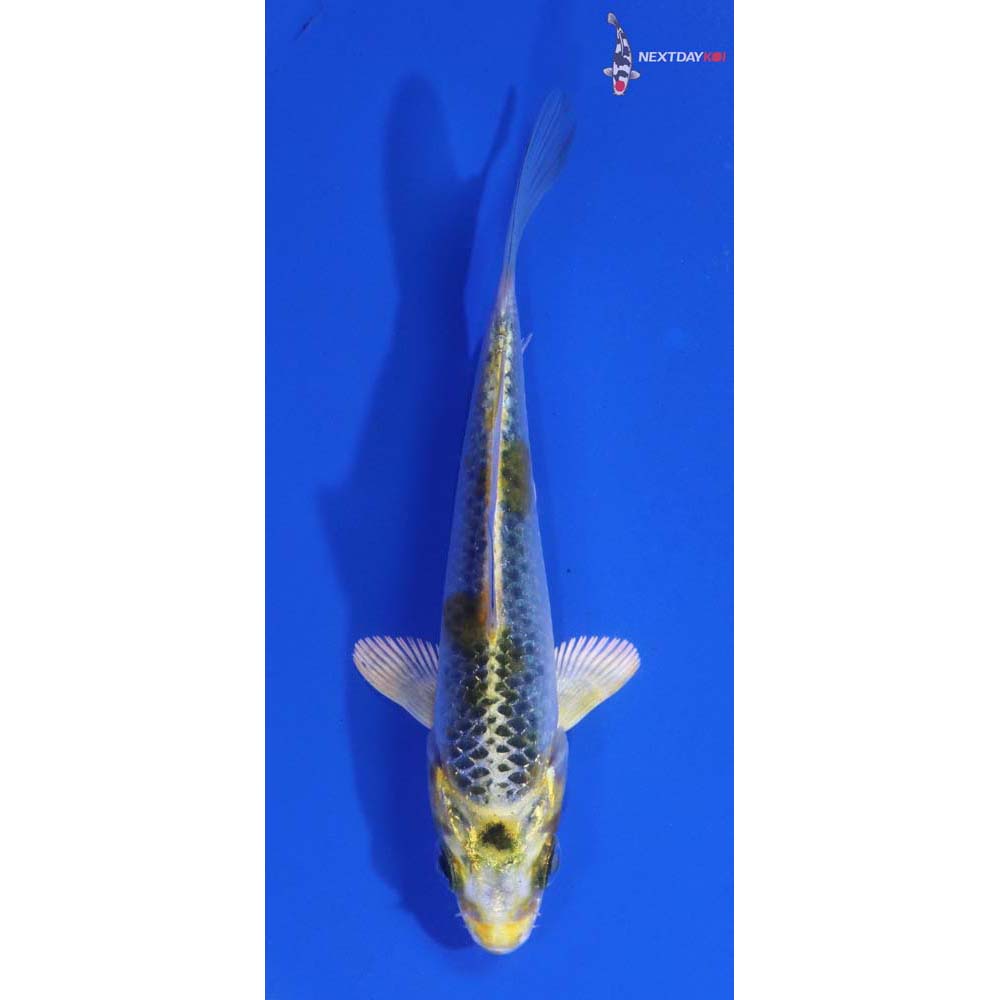 3.5” Imported Kujaku
