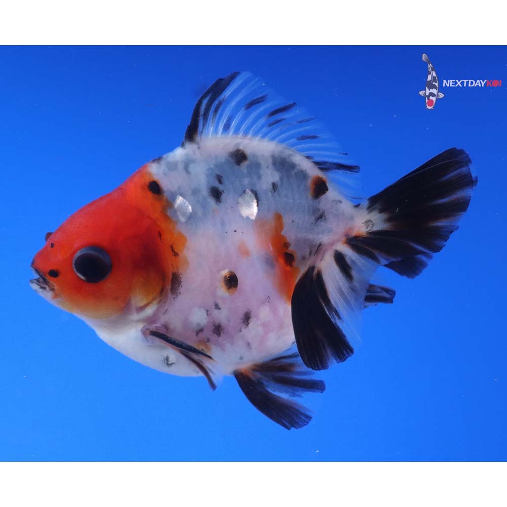 3.5” Imported Calico Ryukin