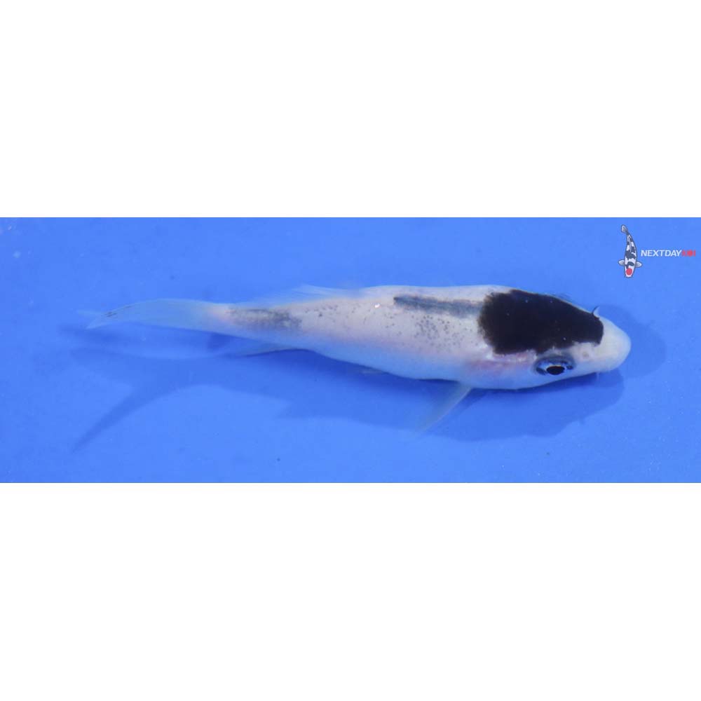 2.5” Imported Goromo