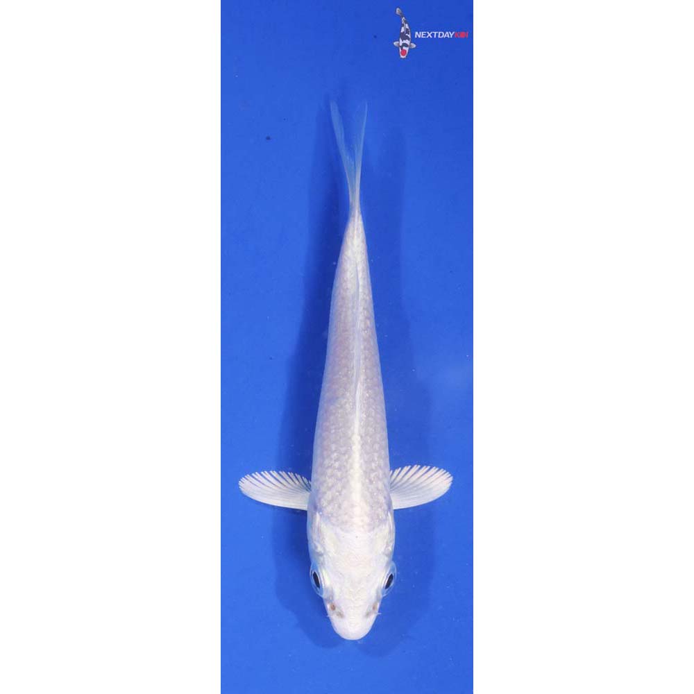 3” Imported Platinum Ogon