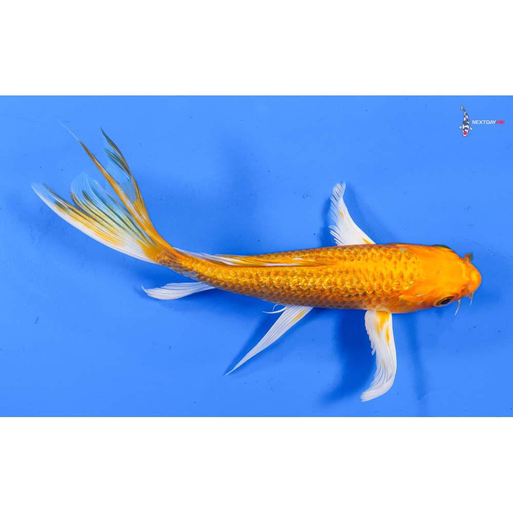 7” Imported Gin Rin Orenji Ogon Butterfly Koi