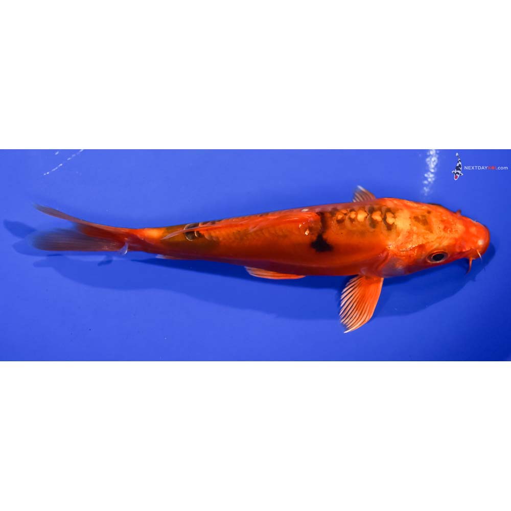 6.5” Imported Doitsu Kin Hi Utsuri