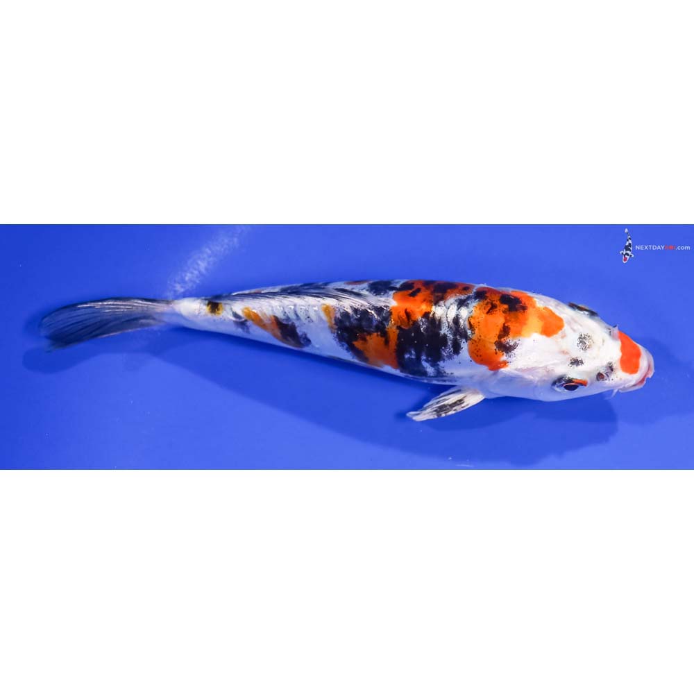 6.5” Imported Heisei Nishiki