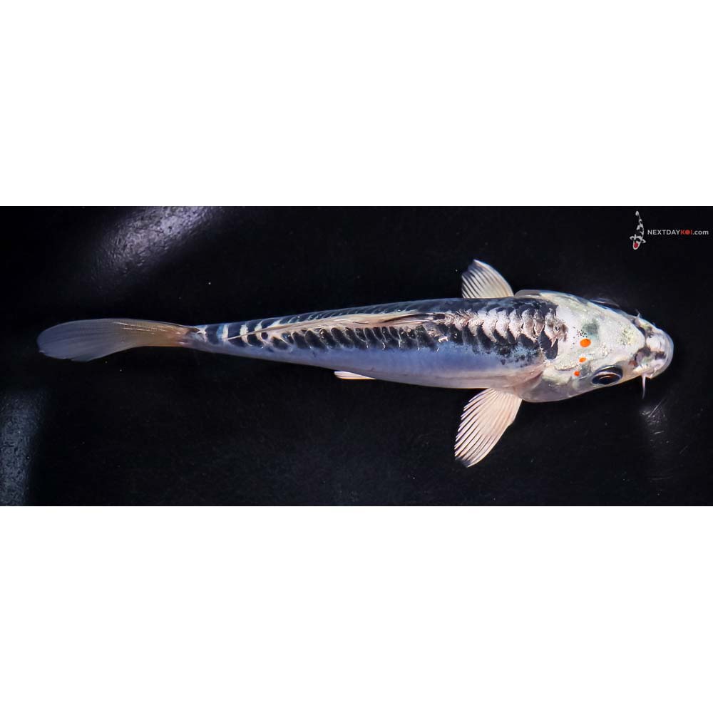 6.5” Imported Doitsu Blue Gin Matsuba