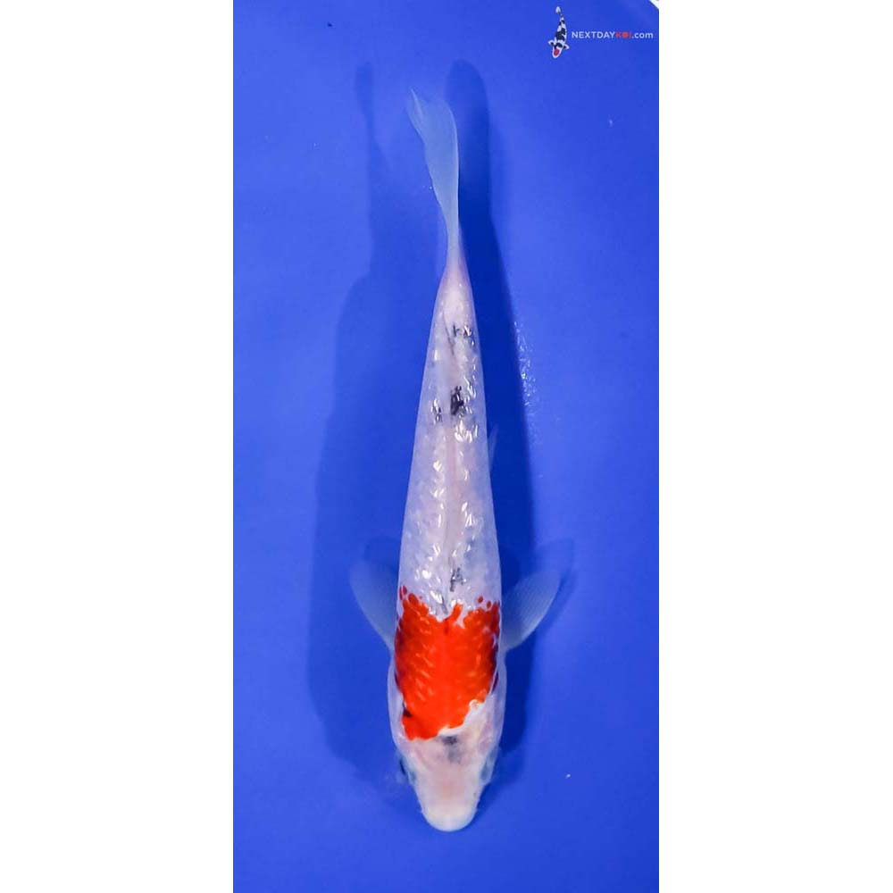 7” Imported Gin Rin Sanke