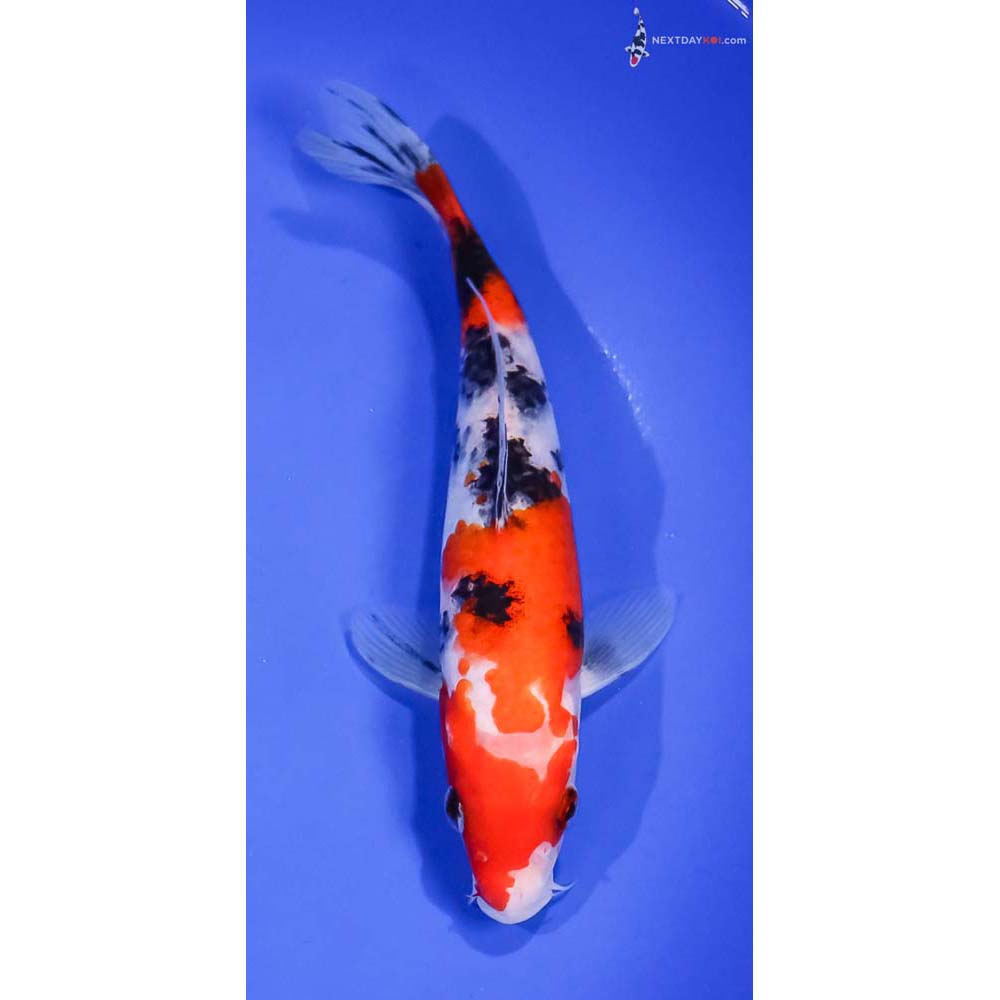 7.5” Imported Sanke