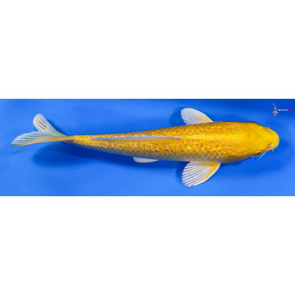8” Imported Gin Rin Yamabuki Ogon