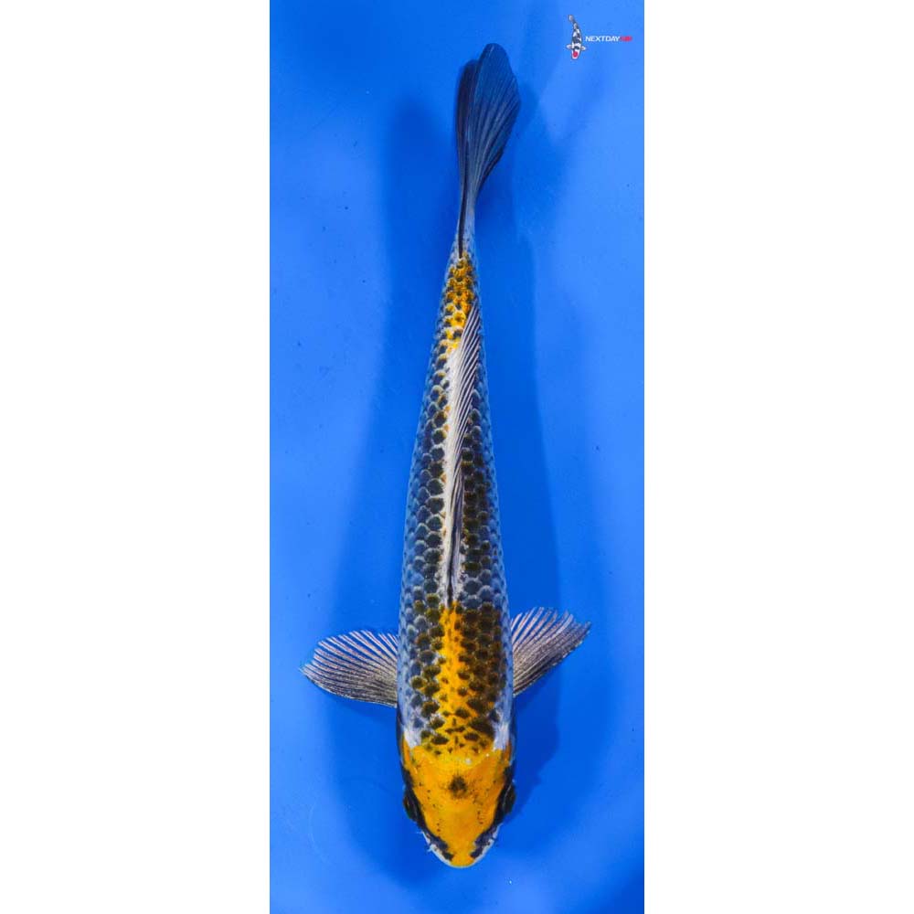 8” Imported Kujaku