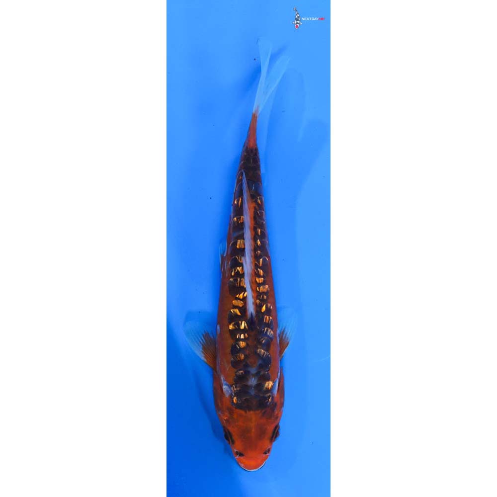 7.5” Imported Gin Rin Hana Shusui
