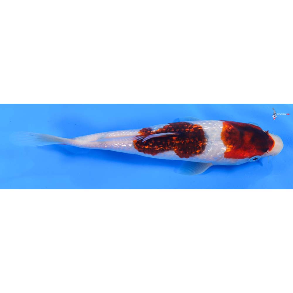 7.5” Imported Gin Rin Goromo