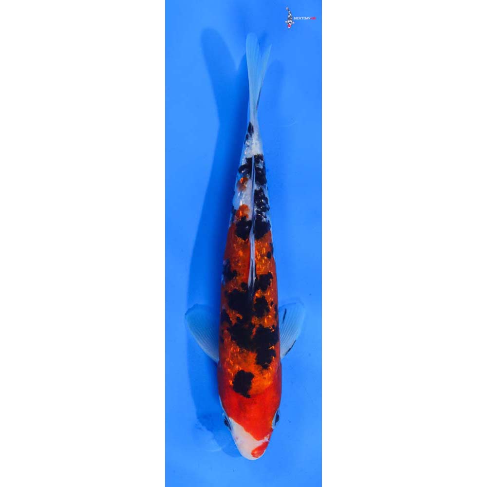 7.5” Imported Gin Rin Sanke