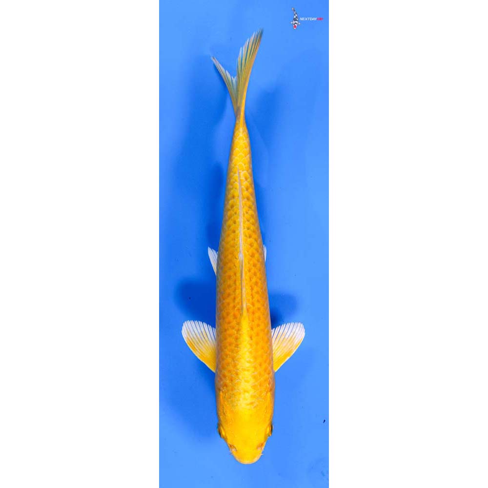 8.5” Imported Yamabuki Ogon