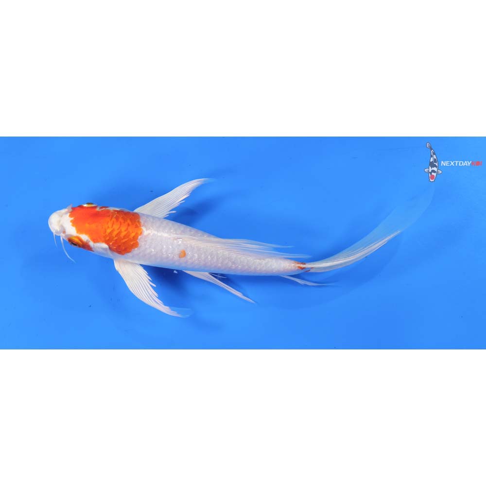 8” Imported Hariwake Butterfly Koi