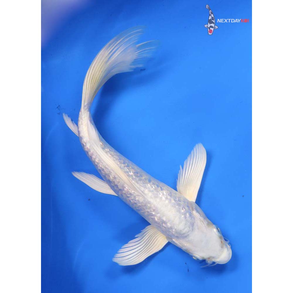 8” Imported Gin Rin Platinum Ogon Butterfly Koi