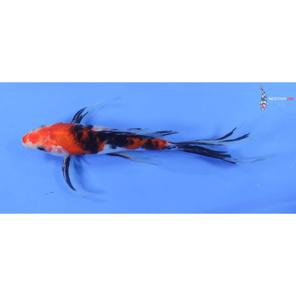 8.5” Imported Sanke Butterfly Koi