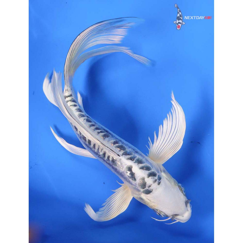 8.5” Imported Kikokuryu Butterfly Koi