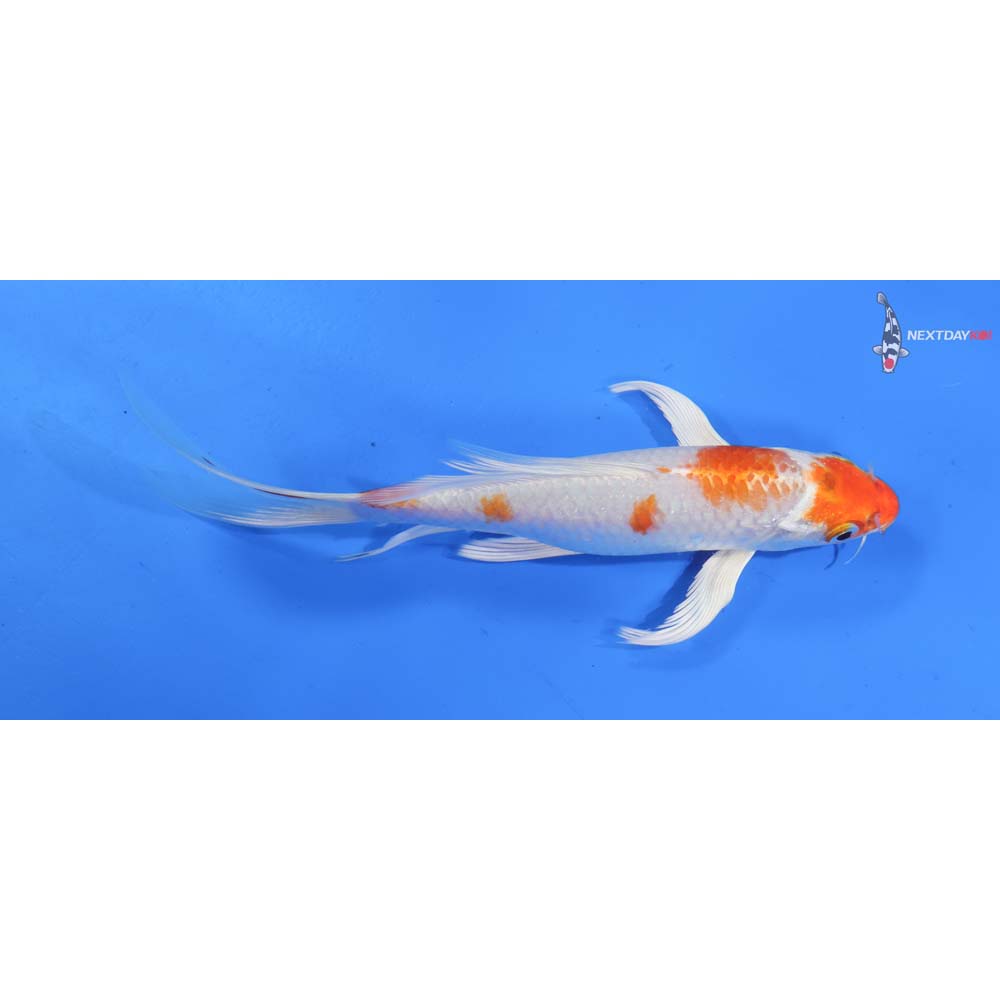 8” Imported Hariwake Butterfly Koi