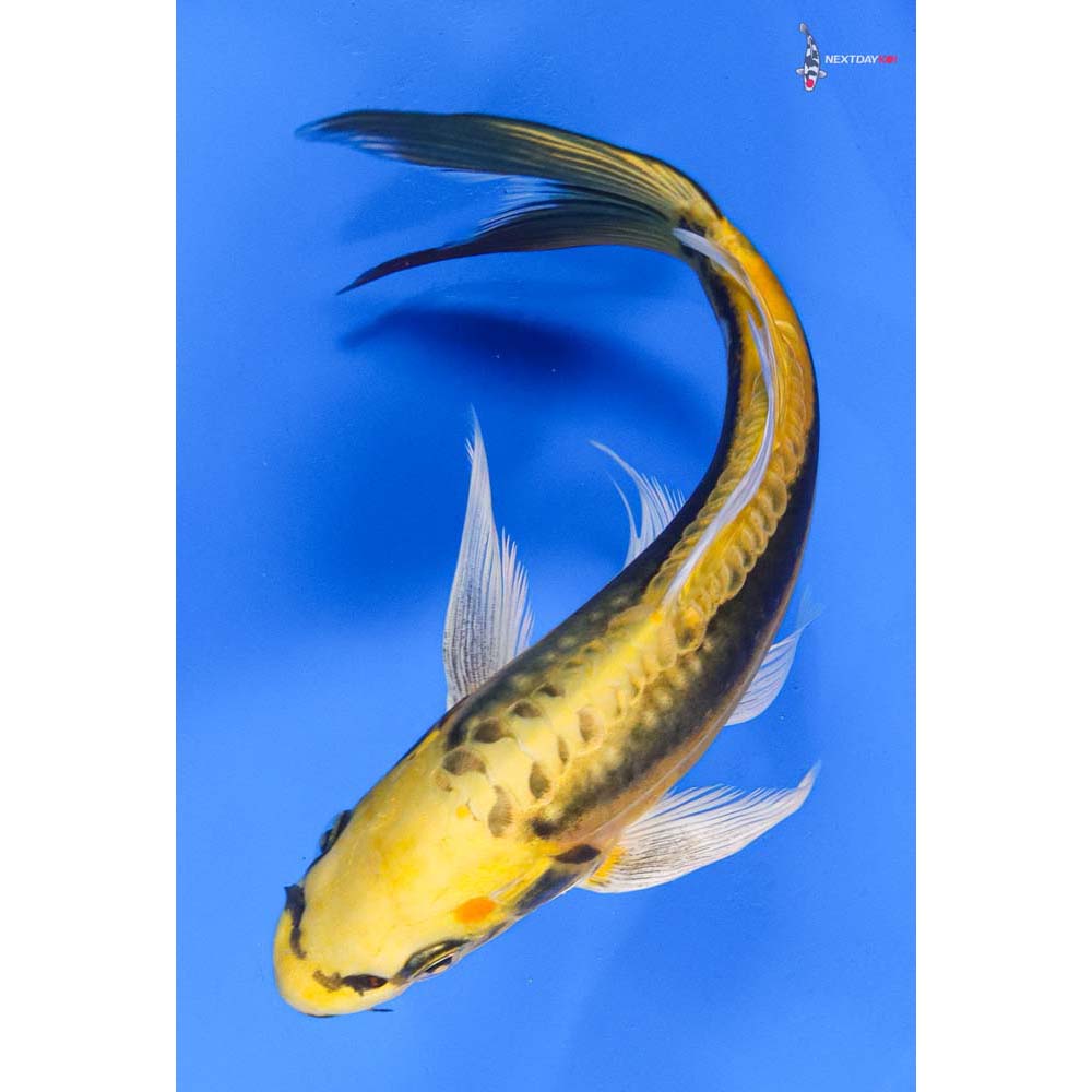 8.5” Imported Kin Kikokuryu Butterfly Koi