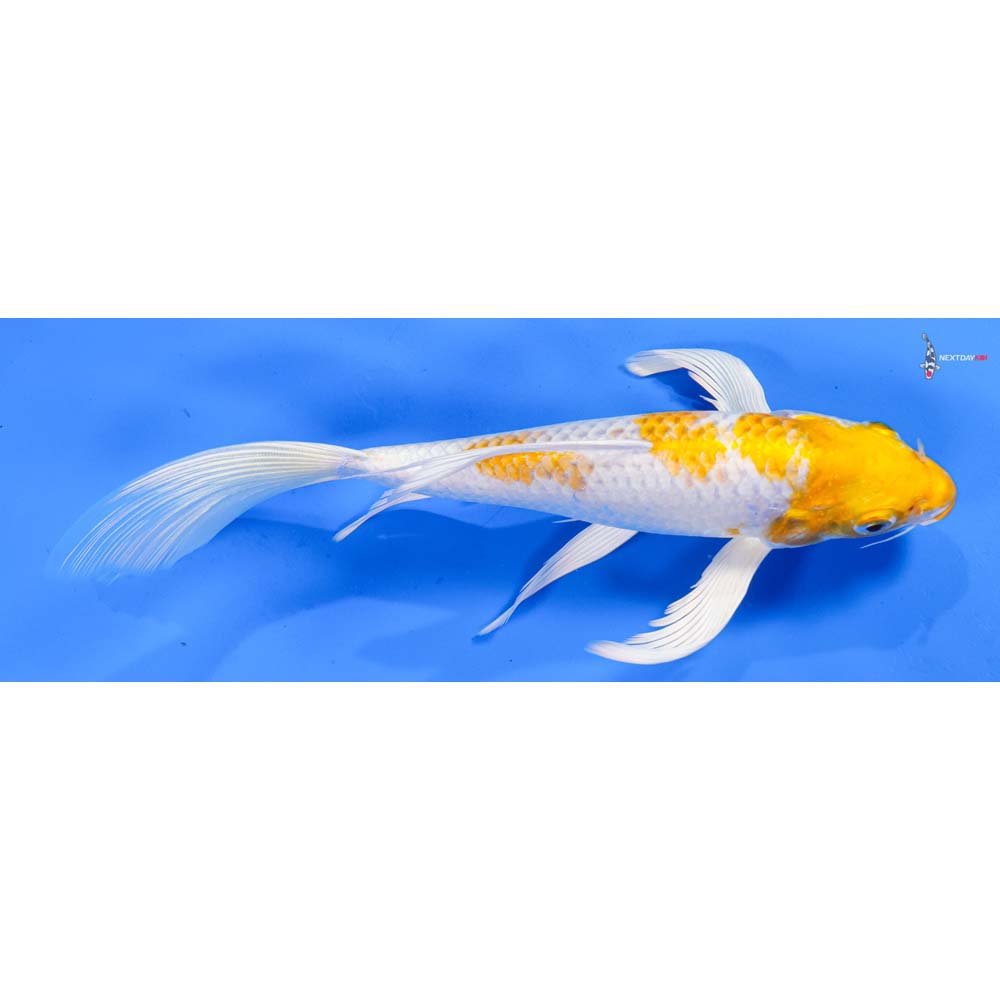 9” Imported Lemon Hariwake Butterfly Koi