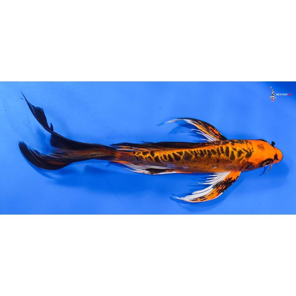 10” Imported Doitsu Orenji Matsuba Butterfly Koi