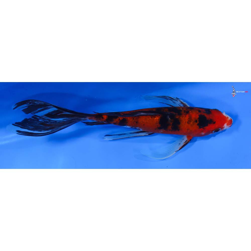 8.5” Imported Sanke Butterfly Koi