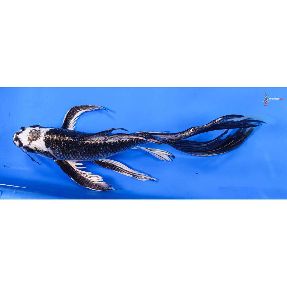 10.5” Imported Gin Matsuba Butterfly Koi