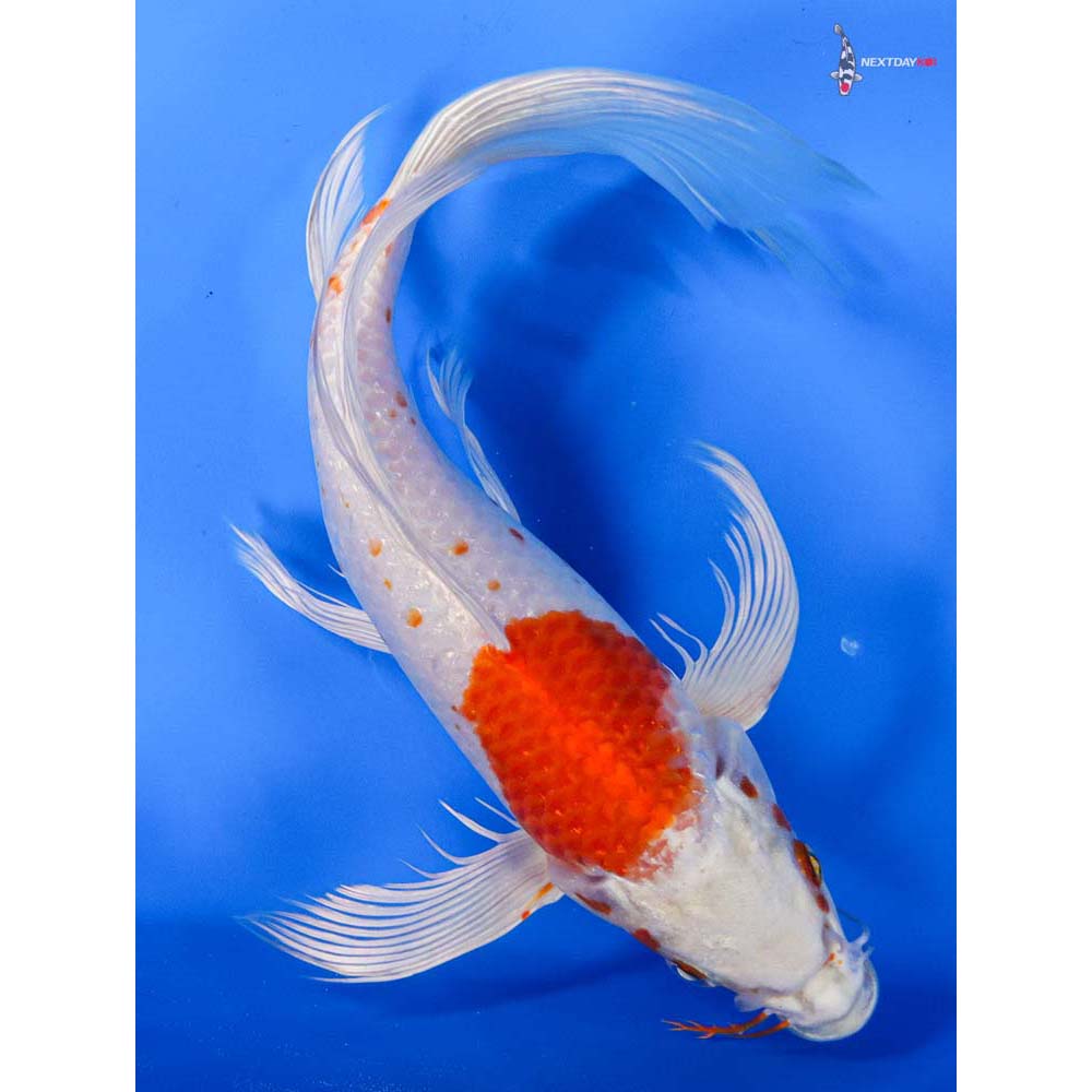 10.5” Imported Hariwake Butterfly Koi