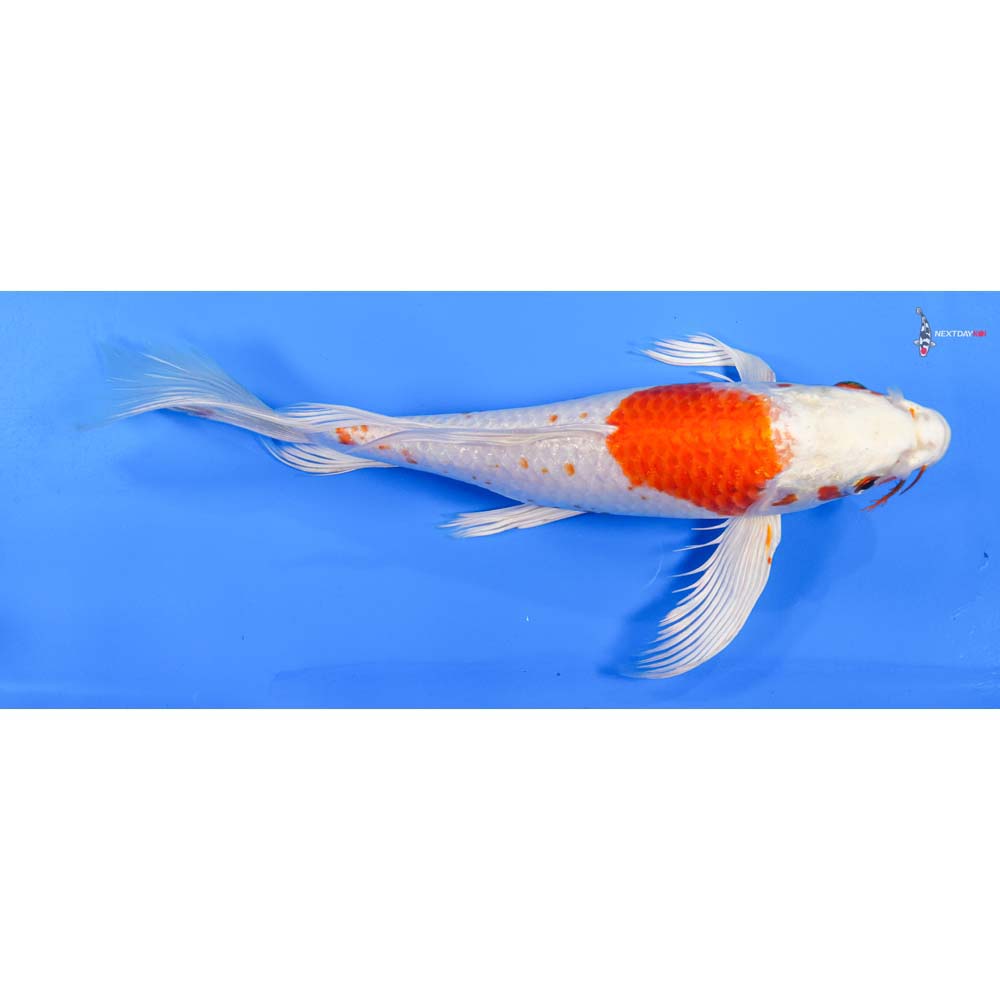 10.5” Imported Hariwake Butterfly Koi