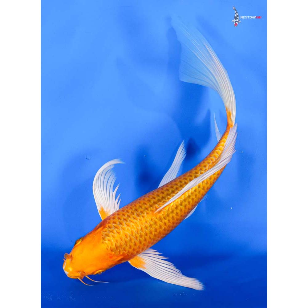 10” Imported Orenji Ogon Butterfly Koi