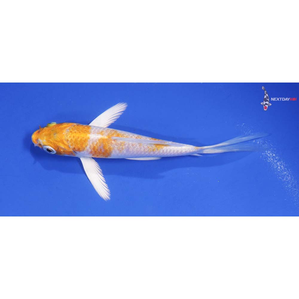 4.5” Imported Hariwake Butterfly Koi