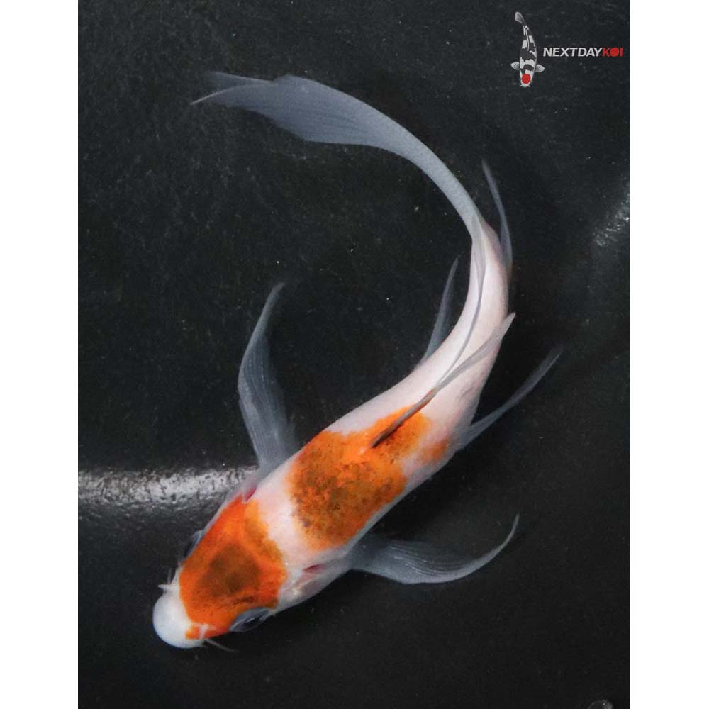4.5” Imported Goromo Butterfly Koi