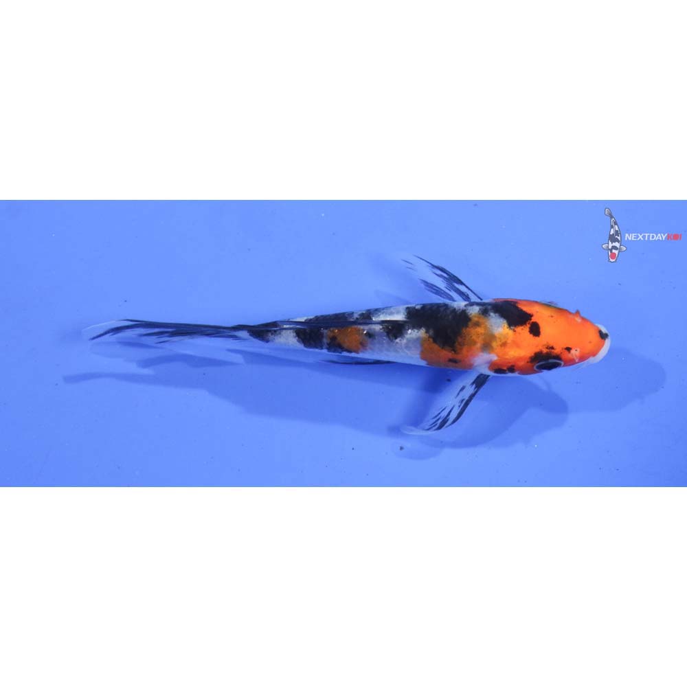 4” Imported Sanke Butterfly Koi