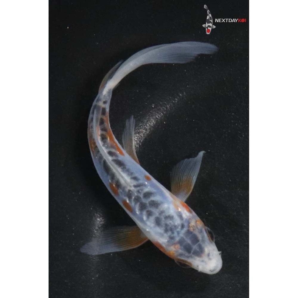 5” Imported Shusui Butterfly Koi